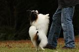 EPAGNEUL PAPILLON 064
